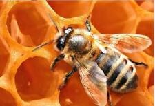 蜂蜜是蜜蜂拉的屎吗?